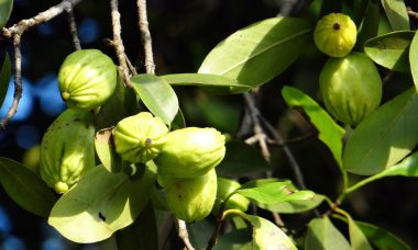 garcinia cambogia