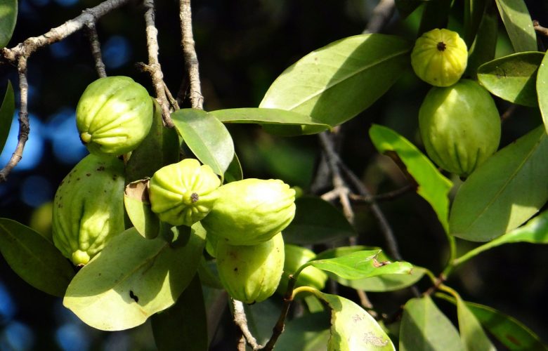 garcinia cambogia